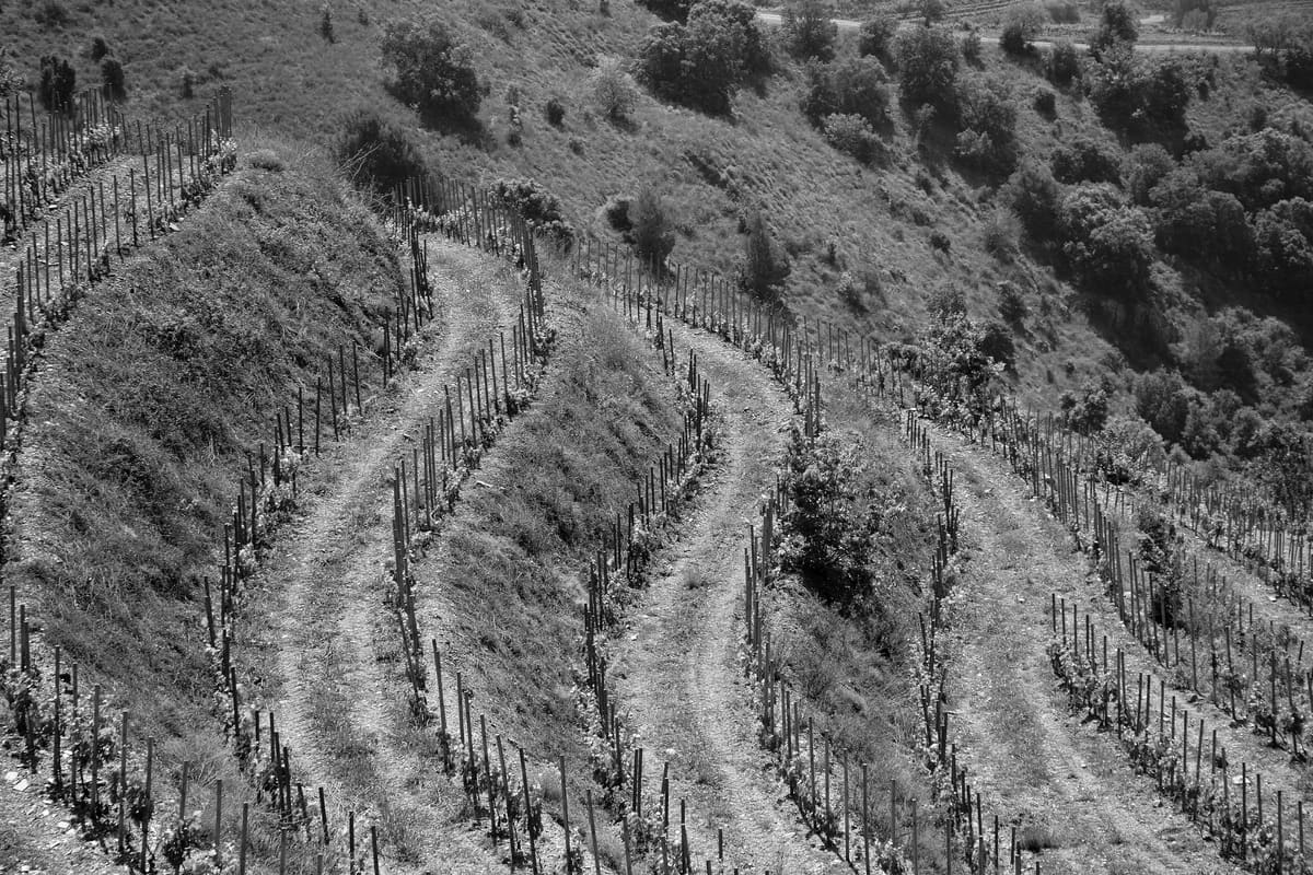 Terraced vineyard on the slopes of Priorat, in the province of Tarragona, Spain